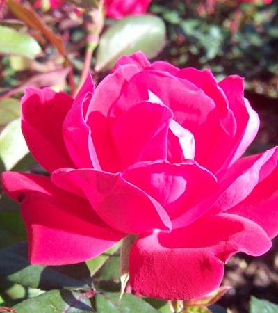 Rose Double Knock Out®